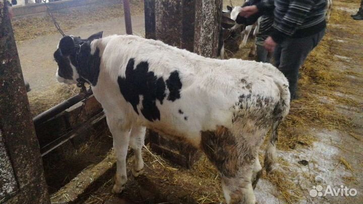 Телята разные