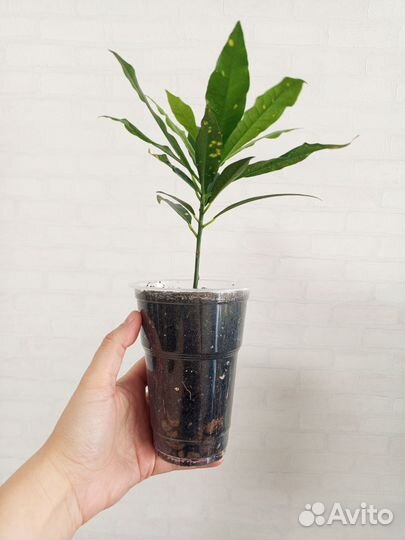 Кодиеум кротон в стакане 0.5 л