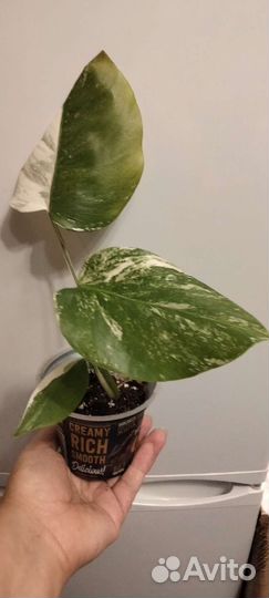 Монстера Альба и другие