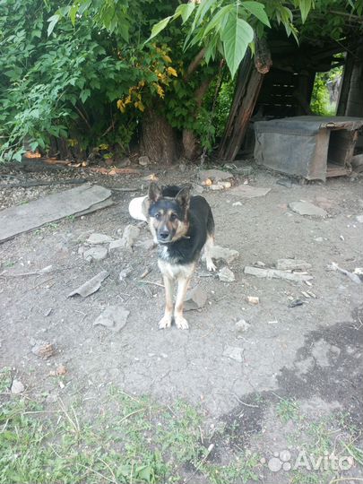 Восточноевропейская овчарка