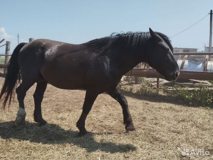 Лошадь жеребец