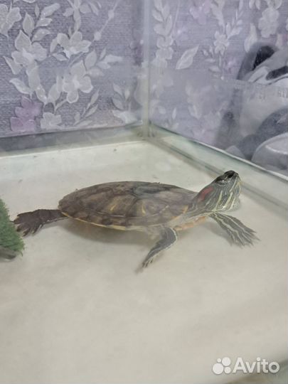 Красноухая черепаха