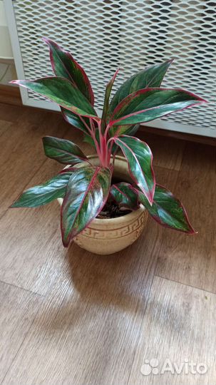 Монстера Манки Маск, Минима. Пальма Арека