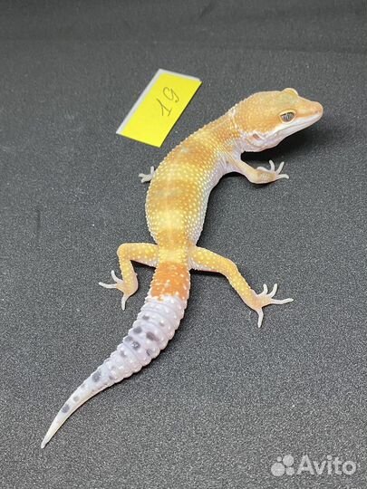 Малыш эублефара ищет новый дом