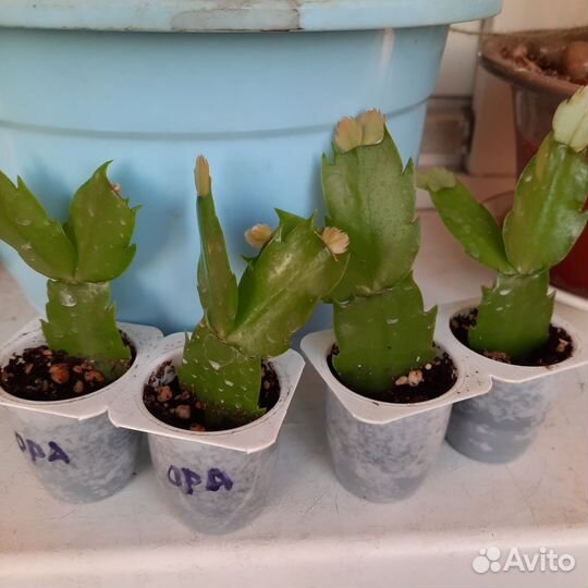 Декабрист оранжевый/белый,рипсалидопсис