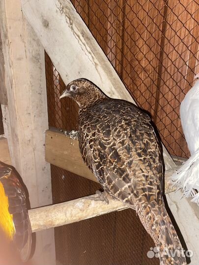 Самоцка румынсково фазана