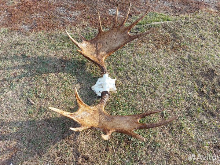 Рога лося