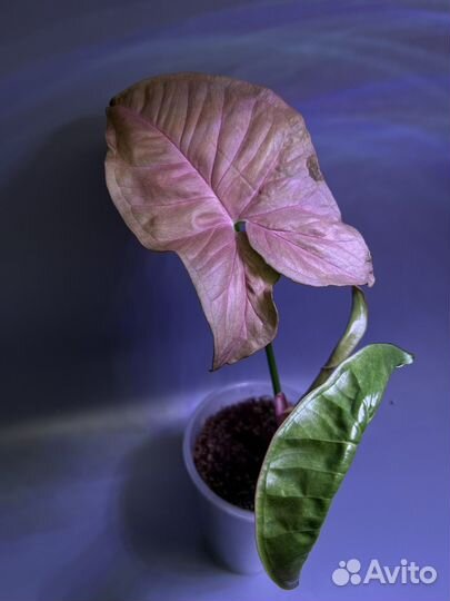 Сингониумы