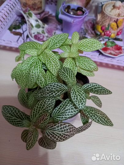 Комнатные цветы