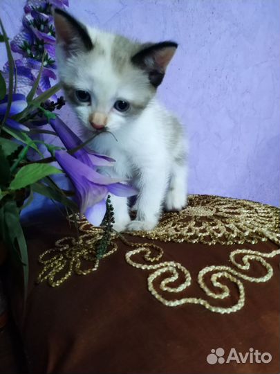 Кошки бесплатно