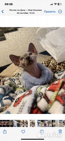 Кошка