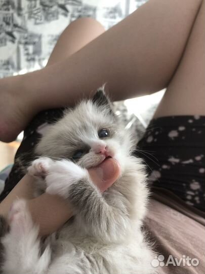 Котик