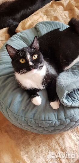 Котенок бобтейл черно-белый девочка Шарлотта 7мес