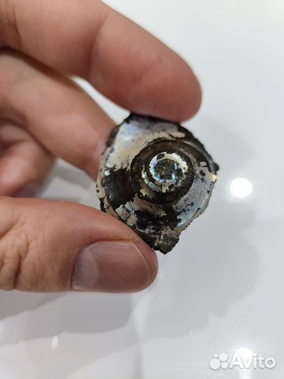 Внутренняя спираль аммонита с перламутром