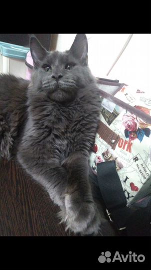 Вязка шикарный Мейнкун