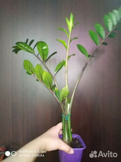 Замиокулькас