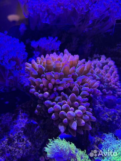 Актиния квадриколор