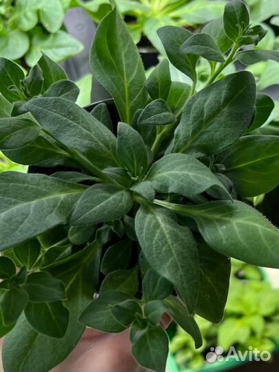 Рассада петунии и калибрахоа