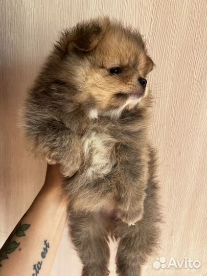 Щенки шпица