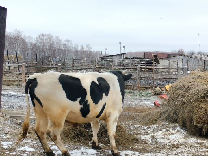 Бык на мясо или живым весом