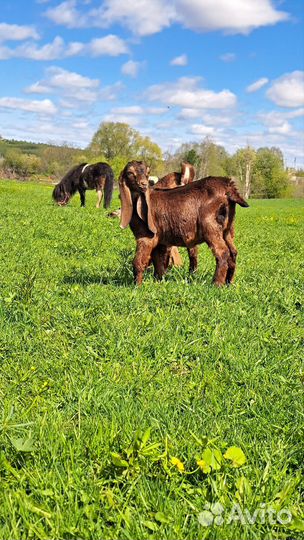 Нубийские козы камори козлики