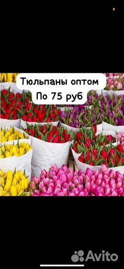 Тюльпаны к 8 марта оптом