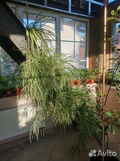 Хлорофитум