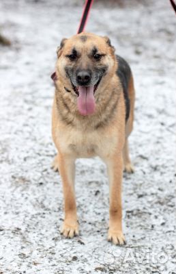 Собака из приюта в добрые руки, в дар