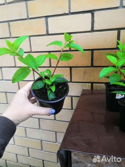 Гортензия метельчатая Фрайз Мельба