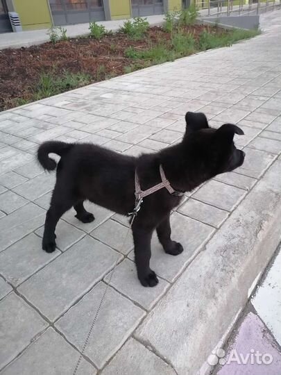 Домашние животные собаки щенки