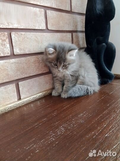 Вислоухая кошечка