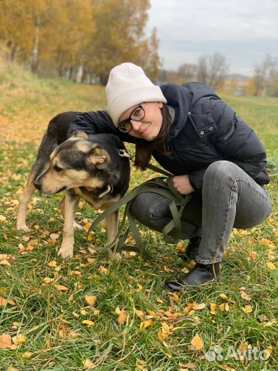 Собака Авель