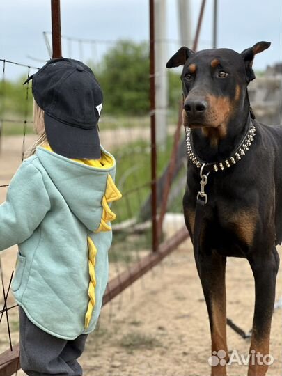 Вязка Доберман