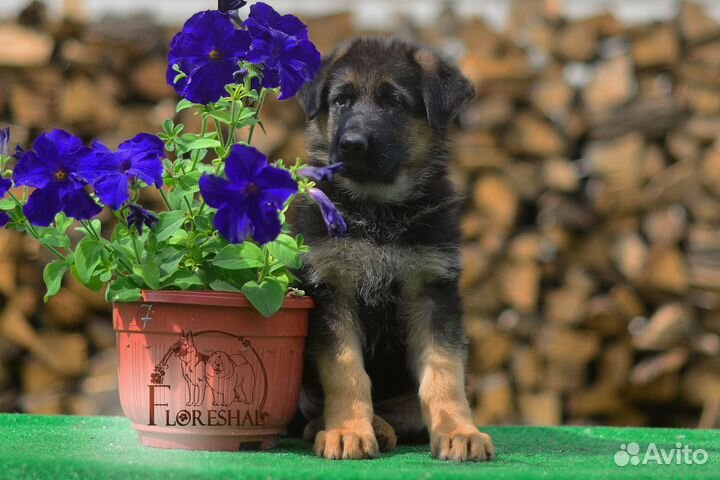 Щенки немецкой овчарки, суки