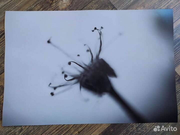 Фото, авторская фотография, фотокартина