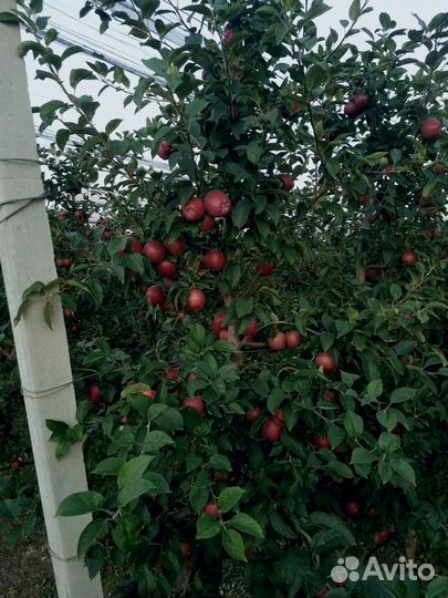 Яблоки гала