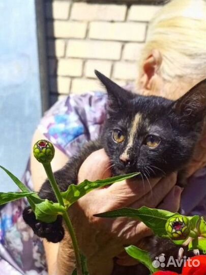Котенок в добрые руки