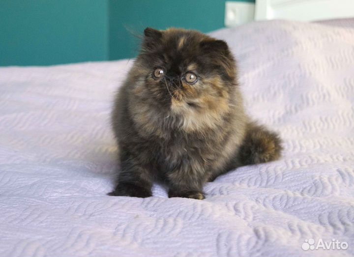 Персидская девочка