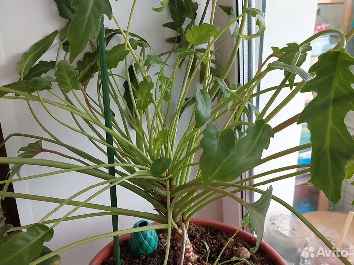 Филодендрон