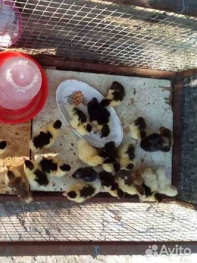 Циплята домашнии,индоутята, кролики