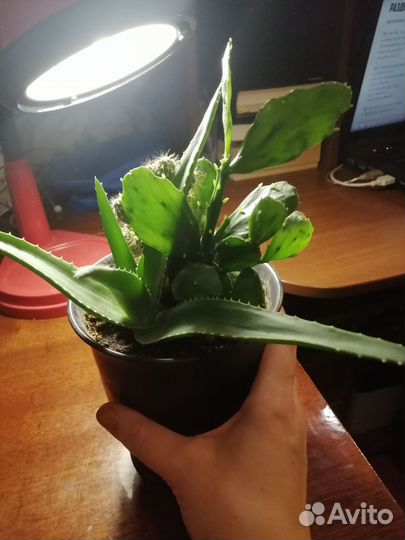 Кактусница