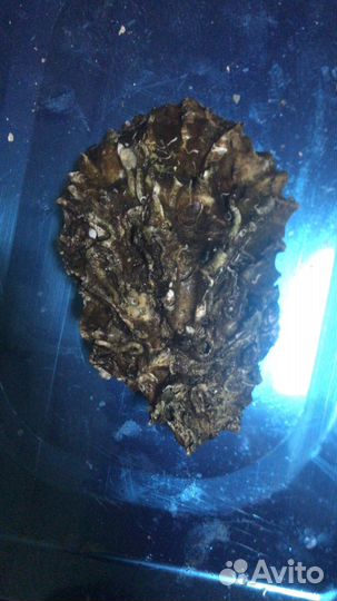 Морепродукты оптом (жывые и заморозка)