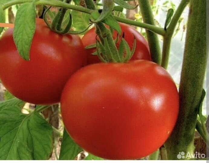 Помидоры, огурцы домашние