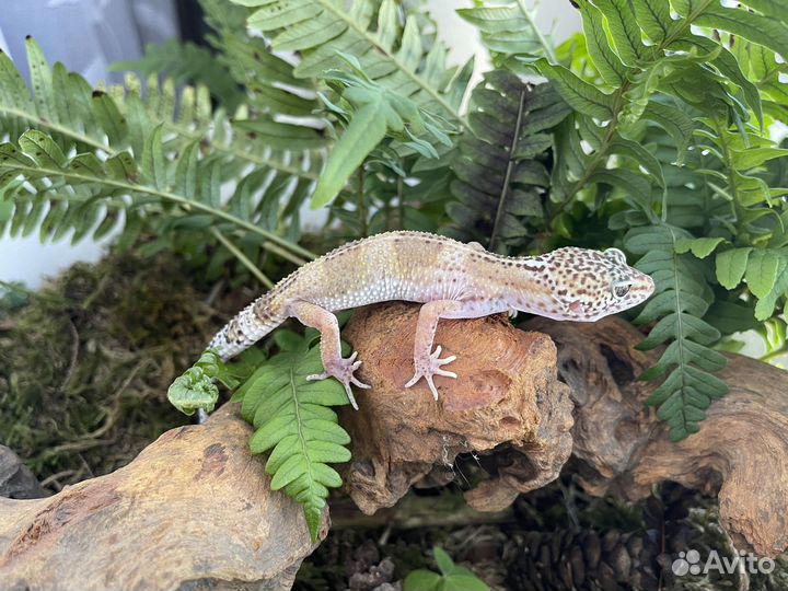 Геккон эублефар