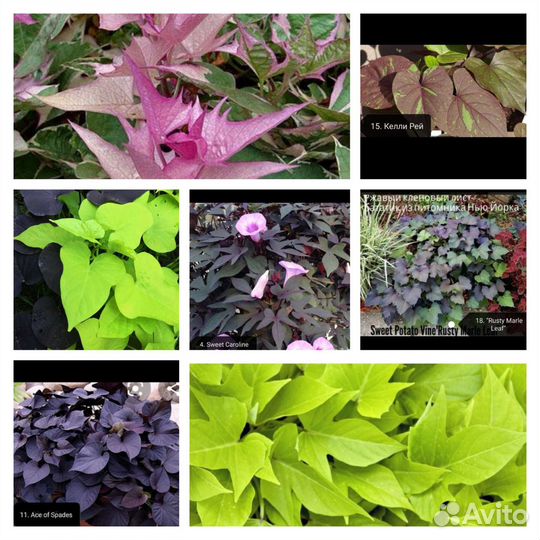 Ипомея батат