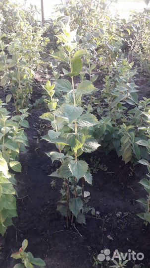 Жасмин садовый