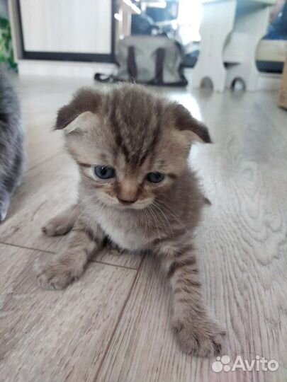 Шотландские котята