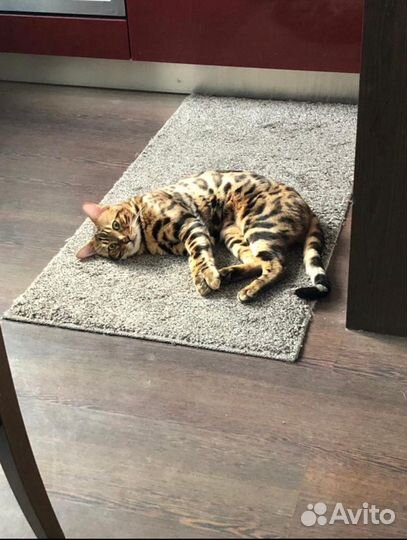 Бенгальский кот вязка