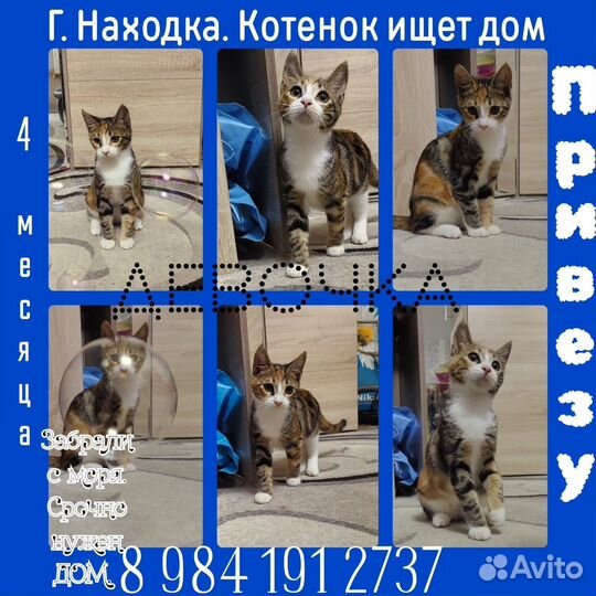 Котенок в добрые руки