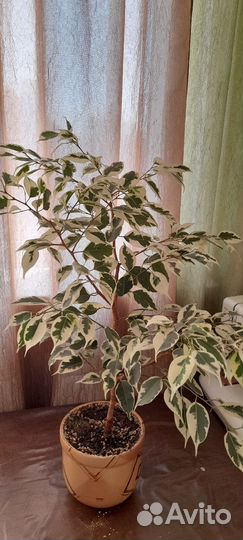 Фикус Бенджамина